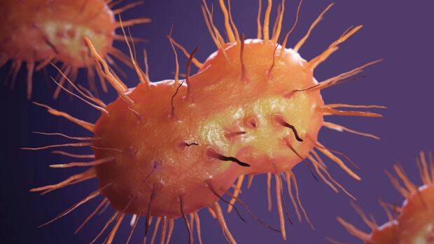Neisseria gonorrhoeae bacteria cells are 'the bugs we can't afford to let get out of hand': Professor John Turnidge. Photo: Science Picture Co