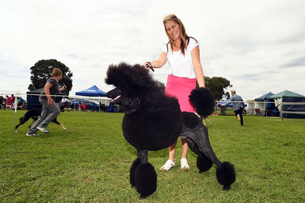 BREEDS: Judy Hannah with Harley the Standard Poodle at the 2017 Dogs NSW Western Region Spectacular in Dubbo earlier this year. Photo: BELINDA SOOLE