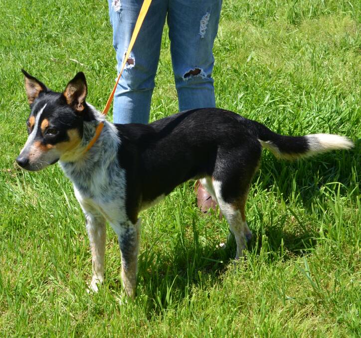Pet of the week: Lucky is a one-year-old male, Kelpie cross Cattle dog who is in need of a forever home. Photo: Taylor Jurd
