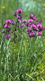 Endagered: The Swainsona recta or Small Purple Pea plant. Photo: NSW Office of Environment and Heritage.  