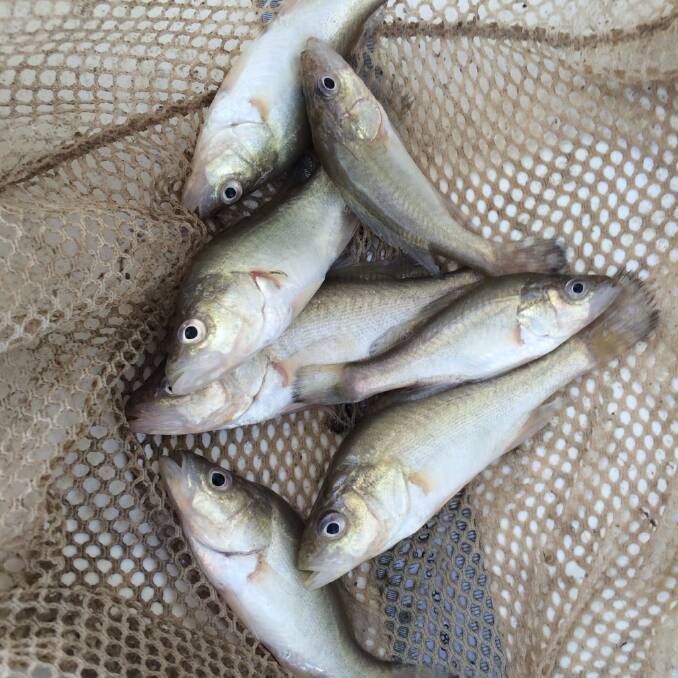 Golden perch from the Macquarie River. Photo: CONTRIBUTED