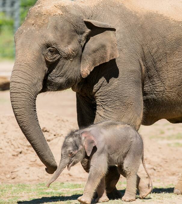 NEW FACE IN TOWN: Asian elephant calf Sabai with his mother Thong Dee. Photo: CONTRIBUTED. 