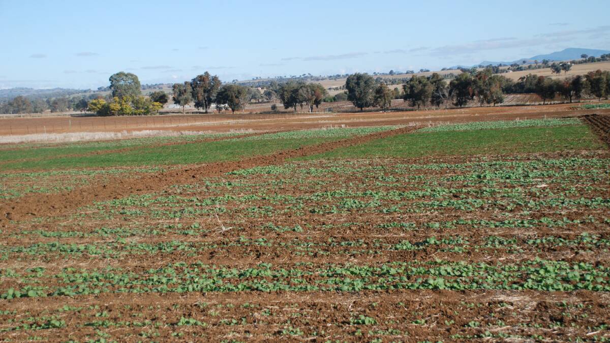 Rainfall is needed for wheat and canola crops. Photo contributed.