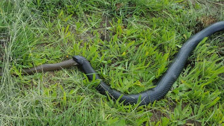 A red bellied black snake had a mouthful of brown snake near Bega. Photo: Steve Young
