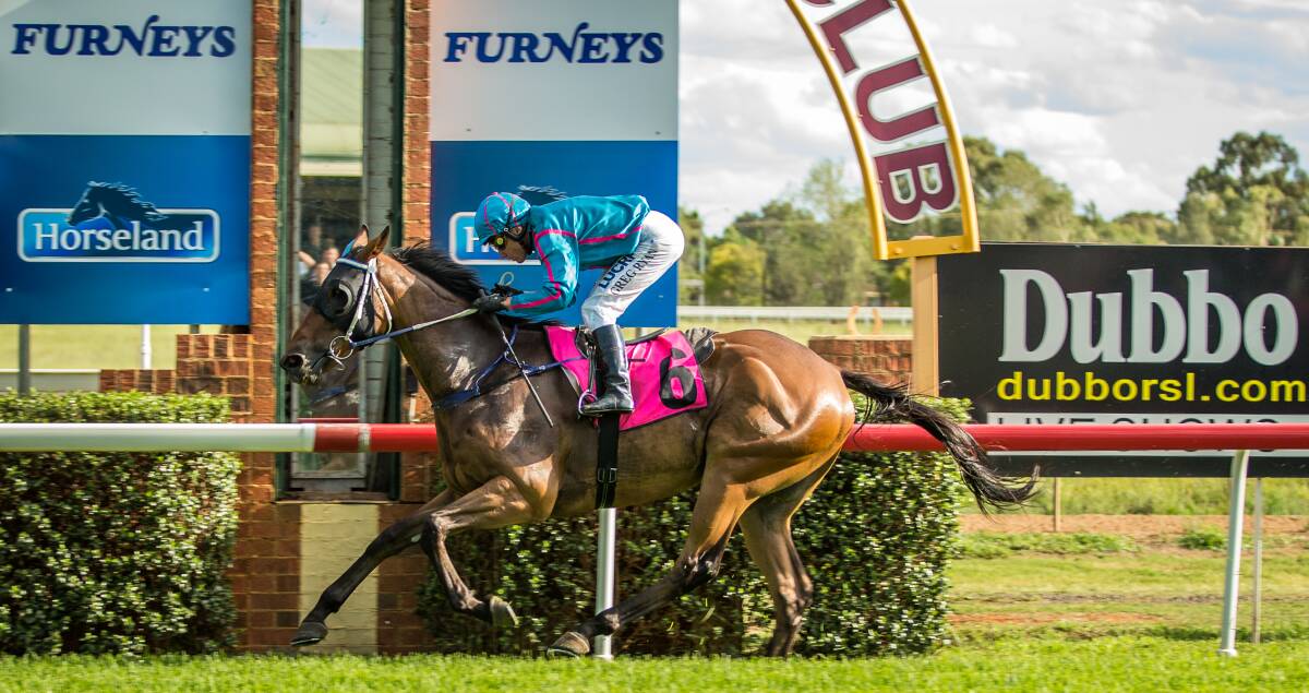 The consistent Any Blinkin' Day is aiming to book a ticket to Randwick when lining up at Dubbo on Sunday.  
Photo: JANIAN MCMILLAN (www.racingphotography.com.au)