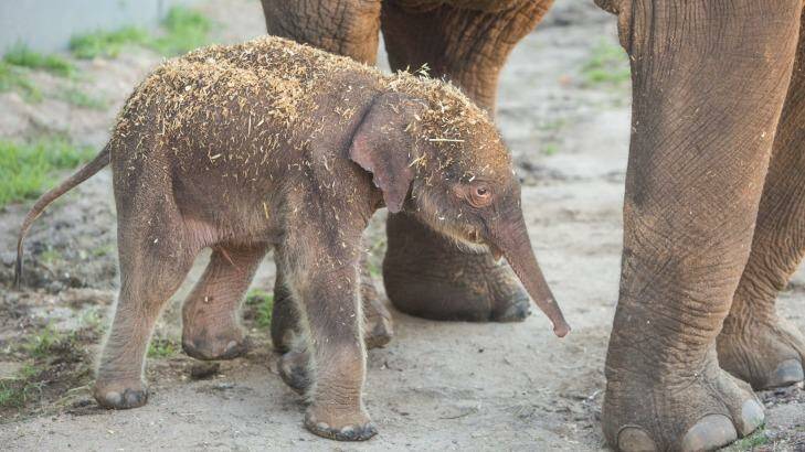 The calf starts to take notice of the world around him. Photo: Taronga Zoo/Rick Stevens