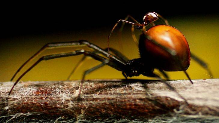 A male (top) redback spider climbs on the back of a female before mating at Taronga Zoo in 2005.  Photo: Tim Wimborne/Reuters
