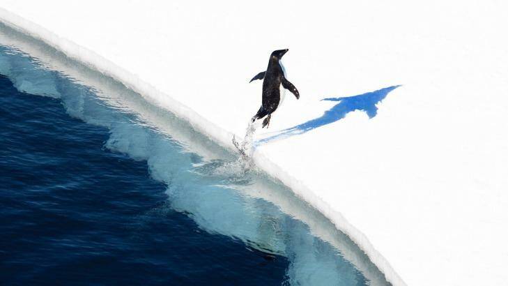 Adelie penguin jumping onto the ice. Photo: John Weller/Antarctic Ocean Alliance