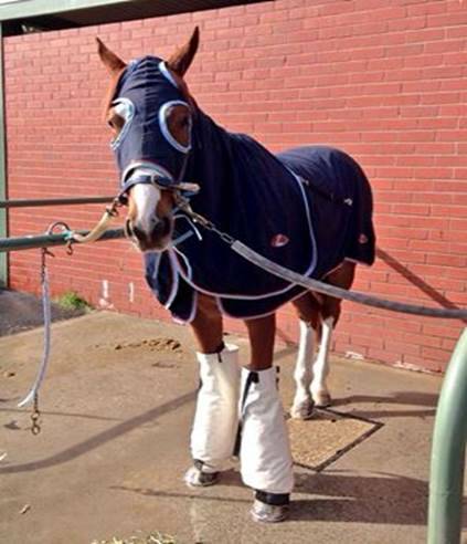 It's a bit nippy at Caulfield in Melbourne so we suggest your um, rug up