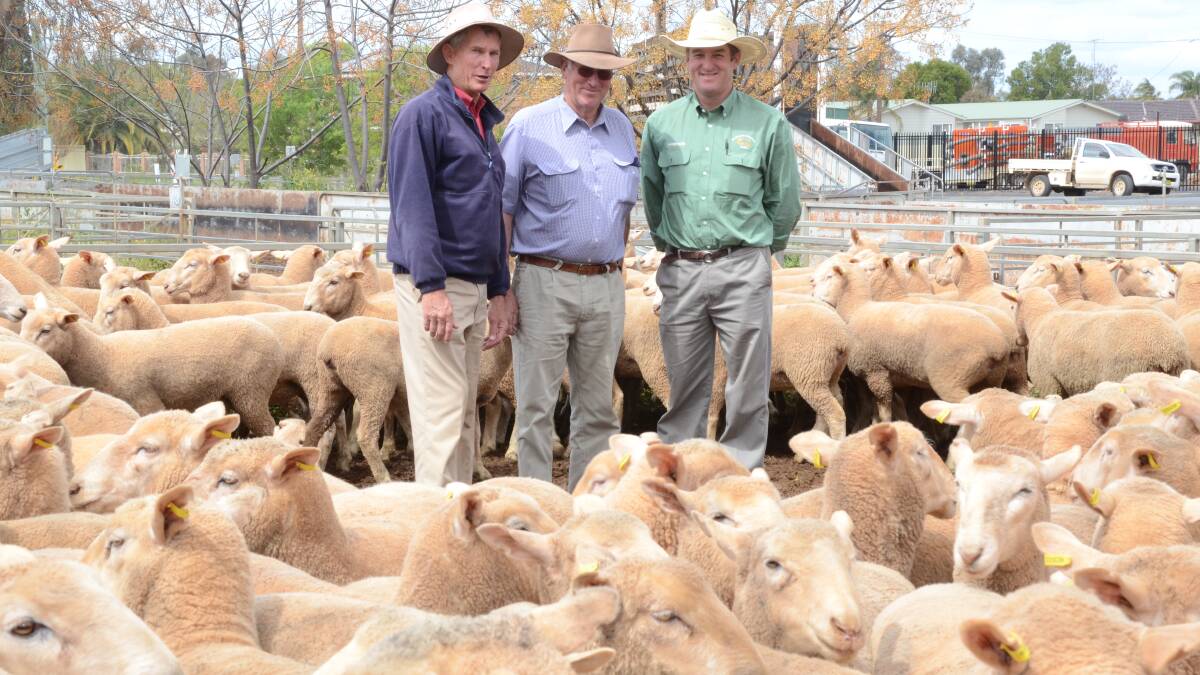 Wellington farmers scores big at sheep sale
