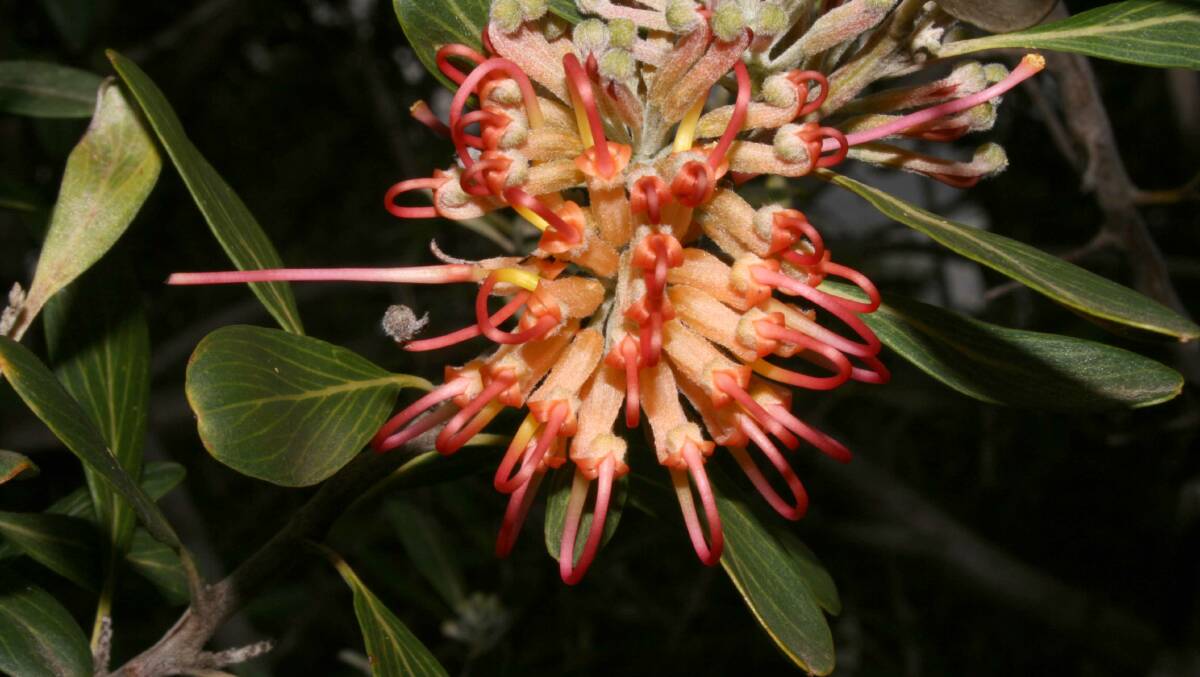  Eucalyptus pyriformis 
