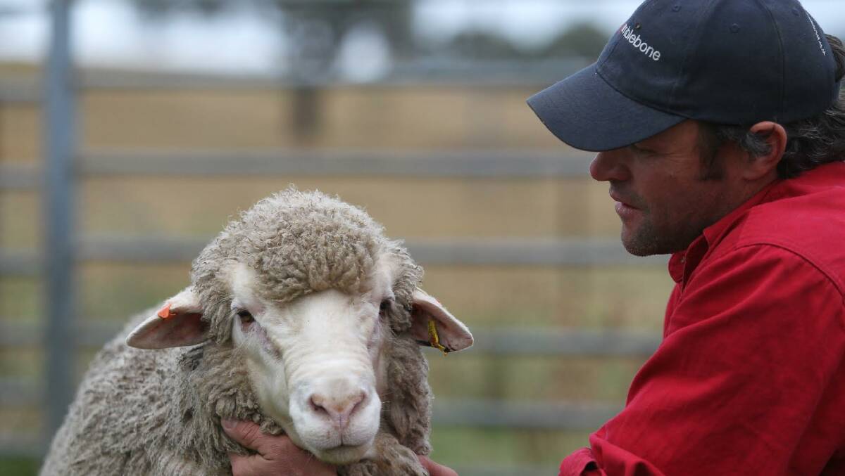 Chad Taylor with a merino