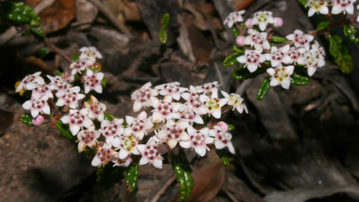  Rulingia hermannifolia 