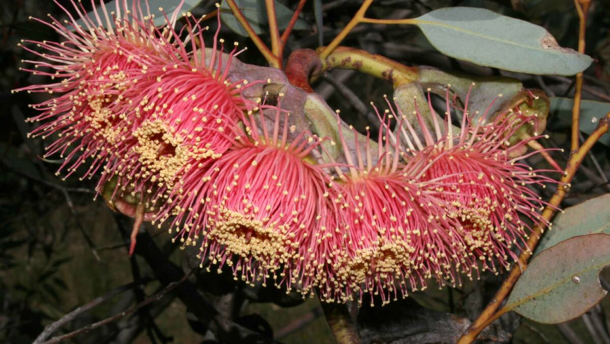  Eucalyptus pyriformis RED ON HARRIS 