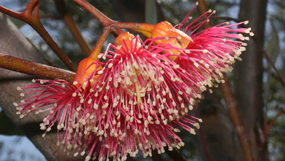  Eucalyptus torquata 