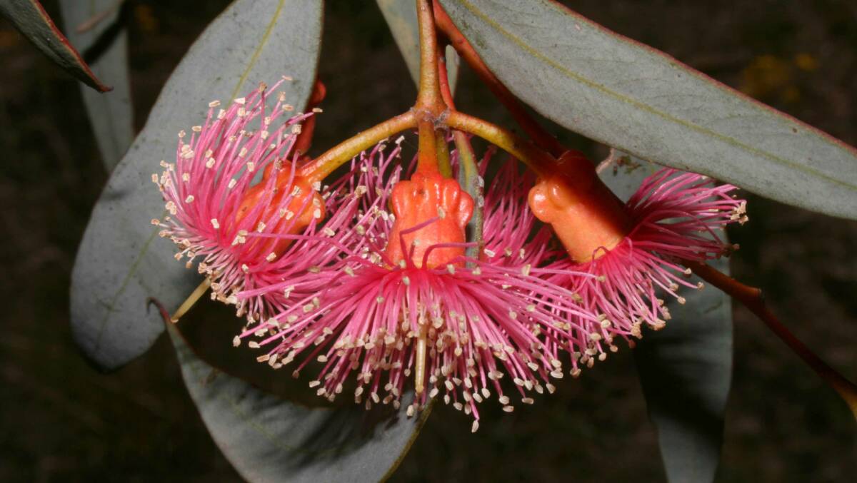  Eucalyptus torquata.