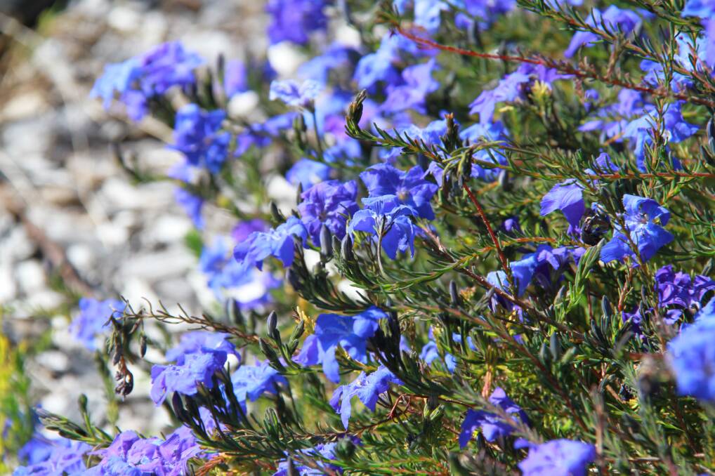 The Blue Lechenaultia, described by the Dictionary of Gardening as "one of the world's most heavenly plants".