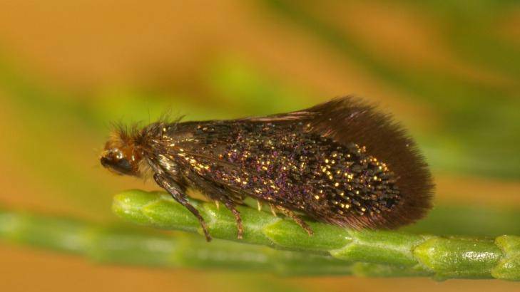 The tiny 'enigma' moth, found only on Kangaroo Island, is being described as a dinosaur.