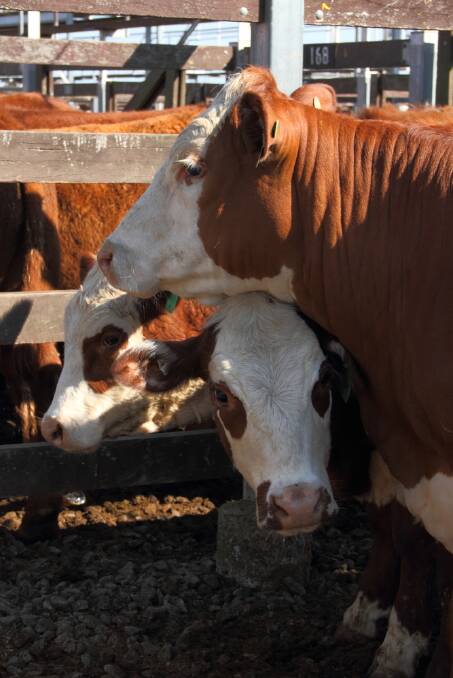 ON THE MOOVE: Currently $290 to $360 to Avg $325, cows and calves realised $400 to $770 to Avg $530, unjoined cows sold from $150 to $320 to Avg $210.