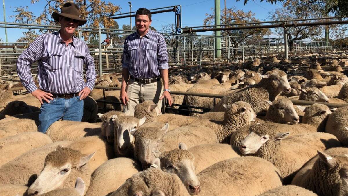 Selling: Ross Plasto and Aaron O'Leary of Plasto and Company, Wellington, with the national record $286.20 a head. Photo: Dubbo Stock, Station Agents' Rebecca Sharpe.