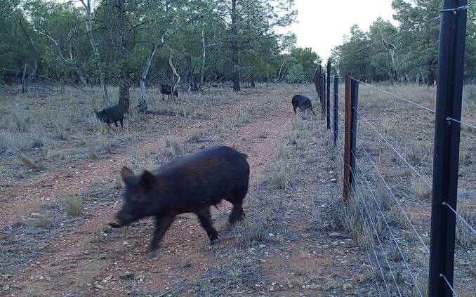 ON THE MOVE: Landholders have reported an increase in the number of wild pig sighting to the Central West Local Land Services. Photo: CONTRIBUTED