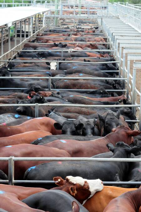 LOW FIGURES:Only 2845 prime cattle were penned at Dubbo last Thursday, a reduction of nearly 1000 on the previous week. Photo: FILE.
