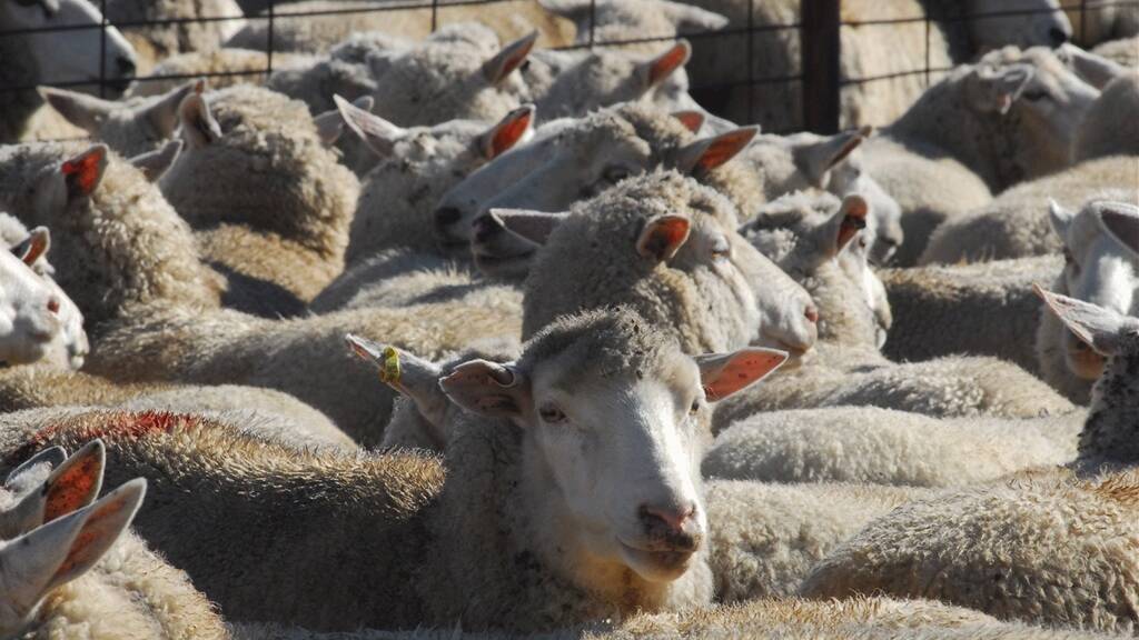 Lovely Lambs: At Dubbo on Monday 7035 lambs penned in a mixed quality yarding with good numbers of plain quality lightweight lambs and hoggets.  