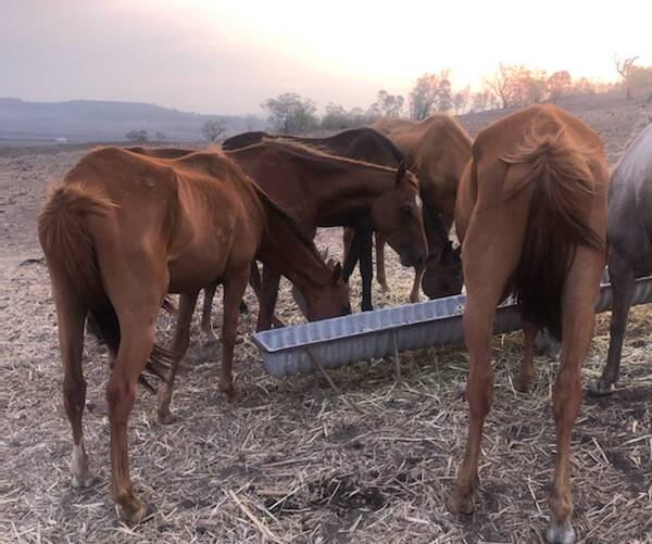 Eight emaciated horses remain alive on the Gowrie Mountain area property where 32 others have died.