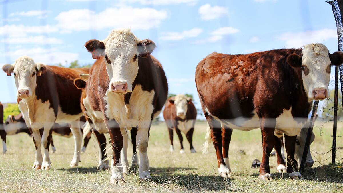 The government will set up a biosecurity task force to increase defence against foot and mouth disease. Picture: Shutterstock