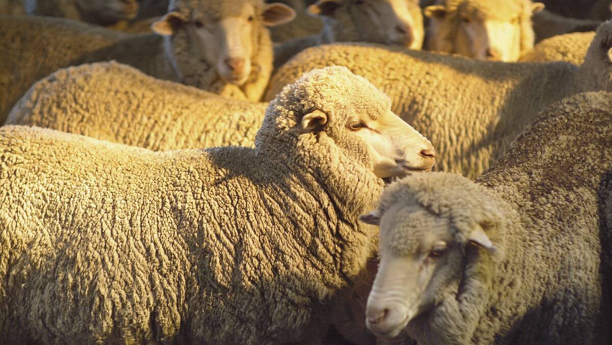 So low: The August prediction of a 5 per cent fall in production was almost doubled to 9.2 per cent. This would place Australia's shown wool production at its lowest level in 95 years.