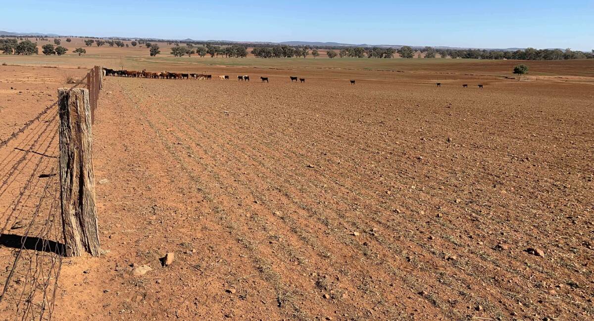LIKE POWDER: Drought-affected land near Wellington where Saturday's hay run was delivered to help two farmers. Photo: TOMMY