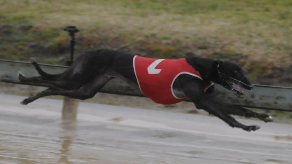 CATCH YOU LATER: Terminate dashes away from his competitors in wet conditions at Kennerson Park on Monday evening. The meeting was the last in Bathurst before state parliament confirmed greyhound racing would b banned in NSW from July 1 next year. Photo: CHRIS SEABROOK 082216cdogs1