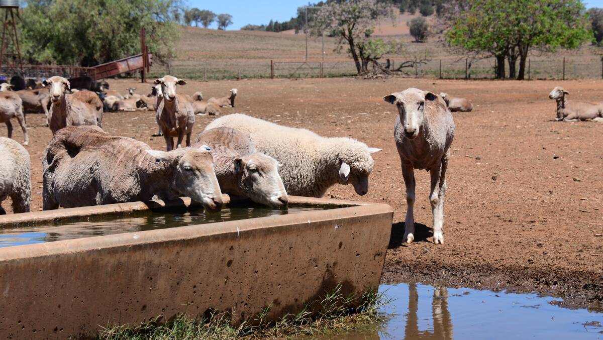 Central Tablelands Local Land Services veterinarian, Jess Bourke said taking care of animal welfare during hot periods was extremely important. Photo: Amy McIntyre.