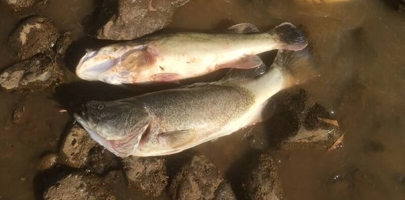 Bell River fish deaths: Hundreds of fish found dead near