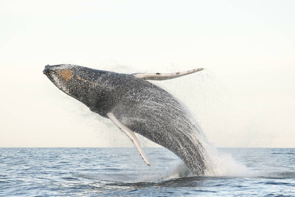 SKY HIGH: A Humpback captured by Craig Parry off the coast at Lennox Head