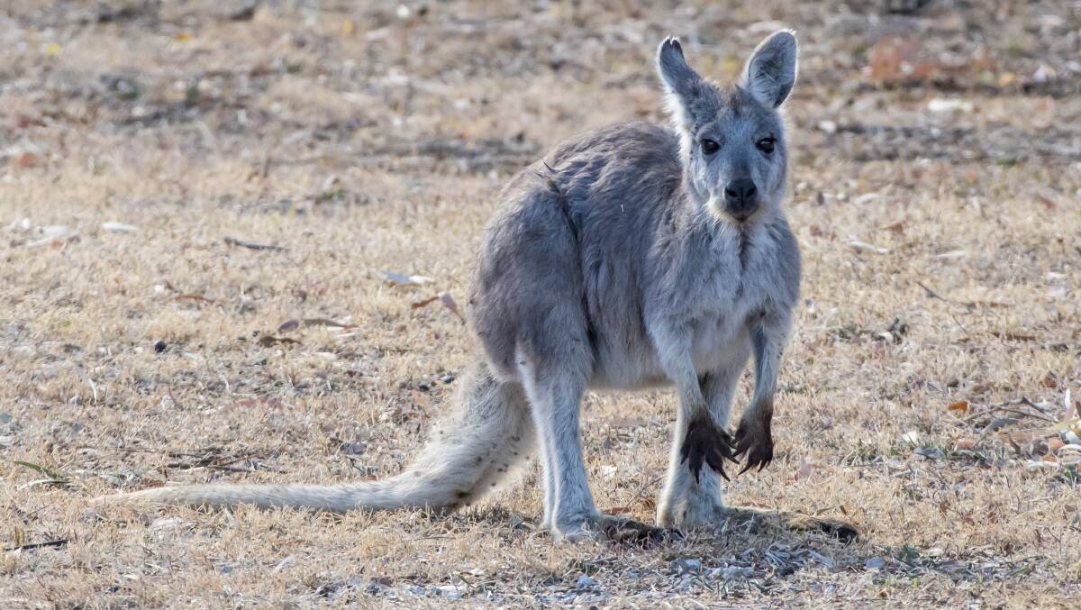 INCREASED LIMITS: NSW Primary Industries Minister Niall Blair says there will be “increased limits” on the number of kangaroos that may be culled, based on property size. Photo: Contributed