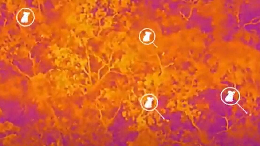 A still image of the infrared drone footage over Kangaroo Island forests with koalas showing up as white dots. 
