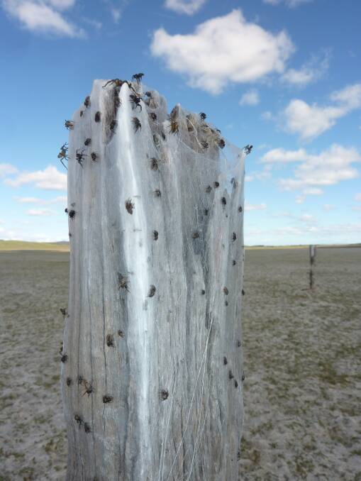Spider web coats a post on Lake Bathurst near Tarago during a similar phenomenon in 2014. Picture: Tim the Yowie Man