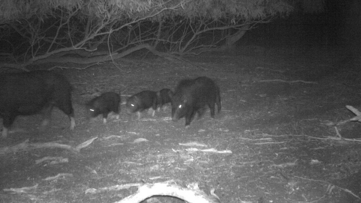 Cutting feral pig numbers could cut Co2 emissions