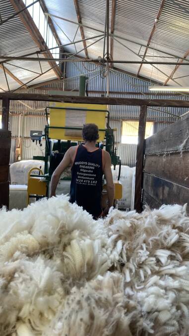 Shear loss: Kiwis won't cross ditch causing shearing crisis