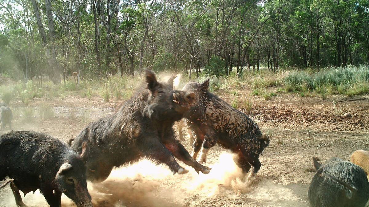 Feral pigs smashing each other, smashing crops and now smashing the soil, adding to climate change, a new report details. 