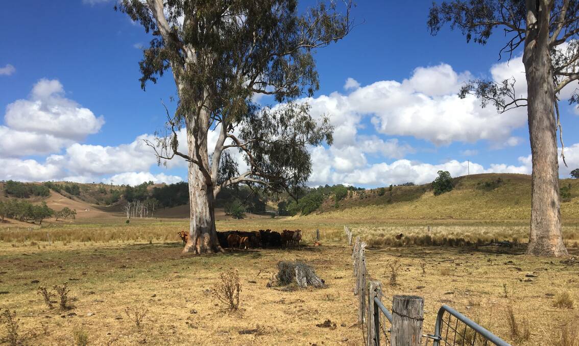 Paddock trees are vital to providing shelter for many bees, nesting or resting, and those bees will improve any flowering crop around them, says bee researcher Dr Katja Hogenboorn.