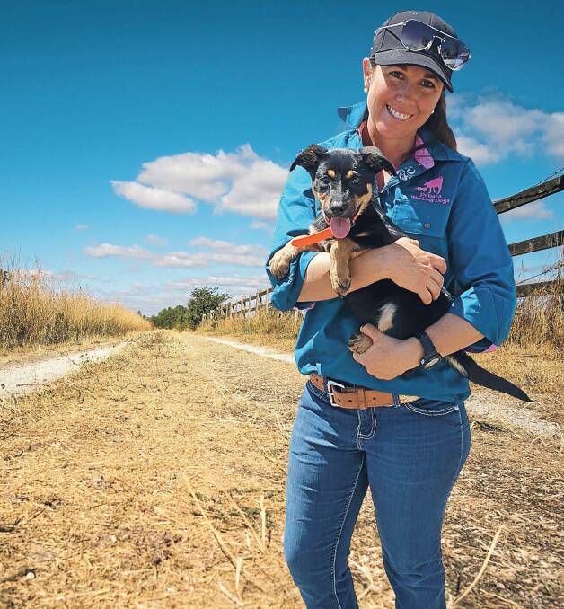 Kelpie litter of pups step up to take TV muster challenge