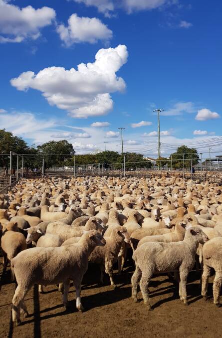 At Dubbo on Monday 25,700 lambs penned in a pretty good quality yarding.
