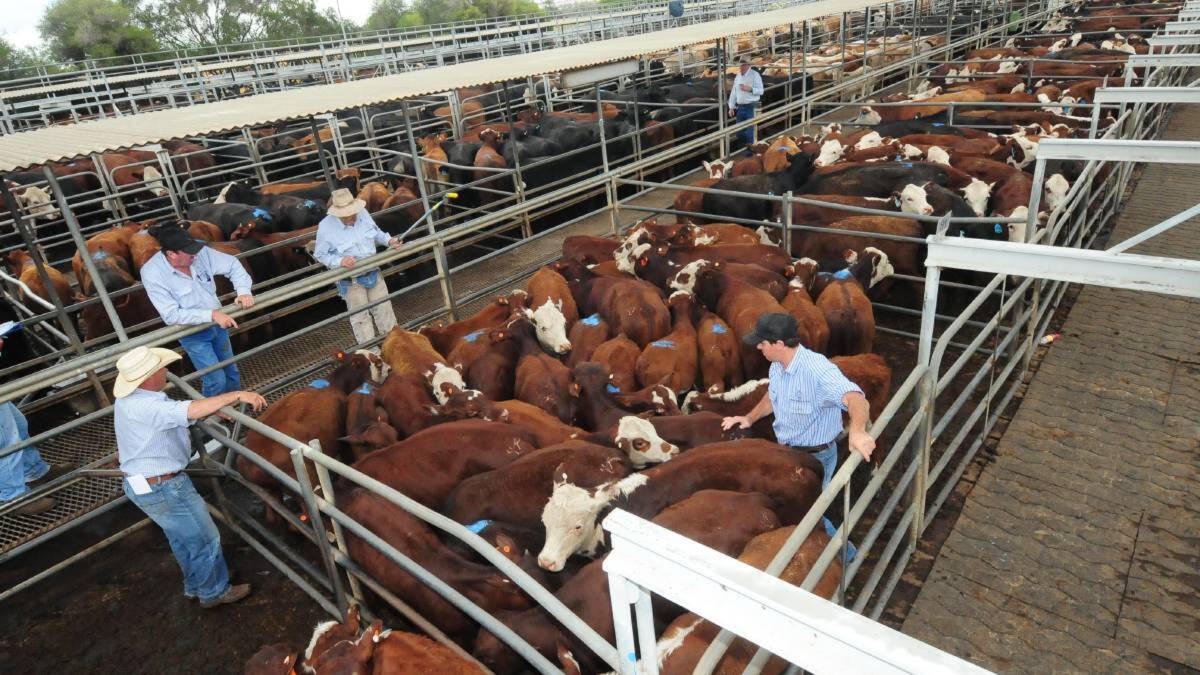 SALE: 5020 prime cattle penned at Dubbo in the final sale for two weeks. Rain is desperately needed during the next few weeks to keep the Autumn feed progressing. Photo: FILE