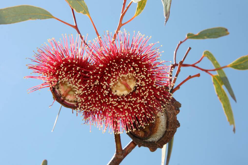 Arboretum: Eucalyptus pyriformis, is one of the many natural species growing at Burrendong Arboretum.