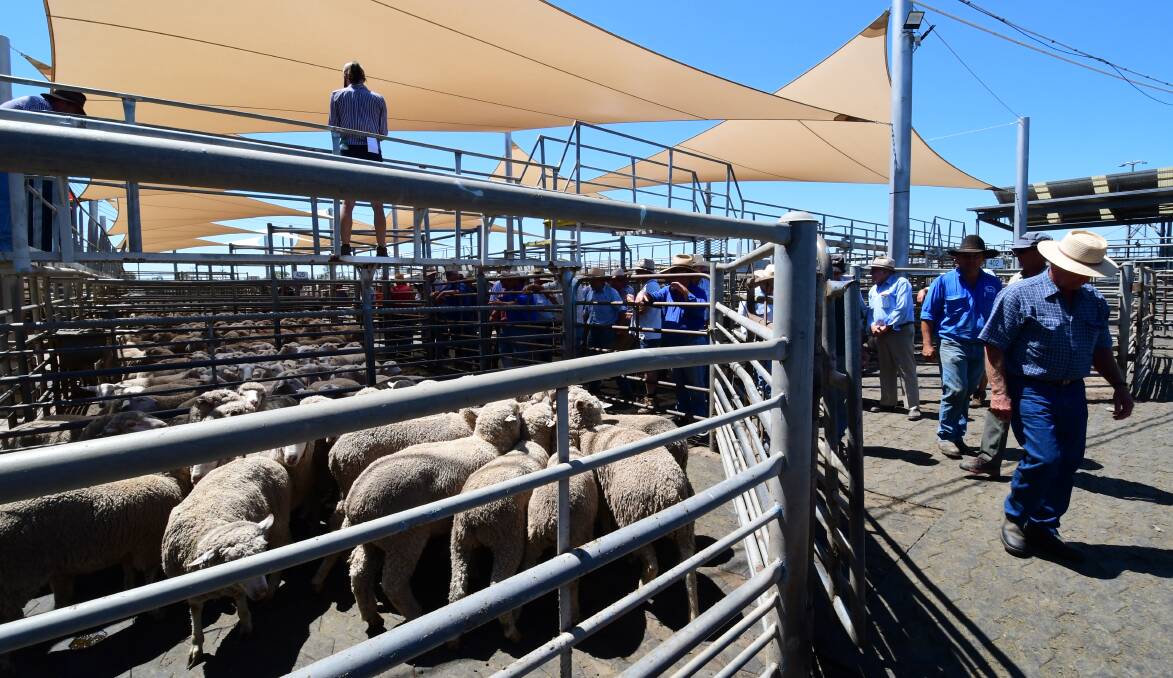 Prices decrease for young cattle, lambs