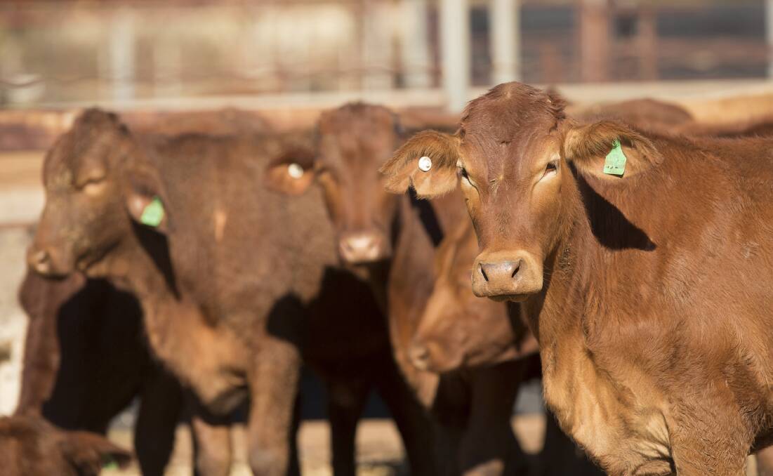 SALE: At Dubbo last Thursday 3,980 prime cattle penned as vendors took the opportunity to sell on what they hoped would continue from the previous weeks stronger market.