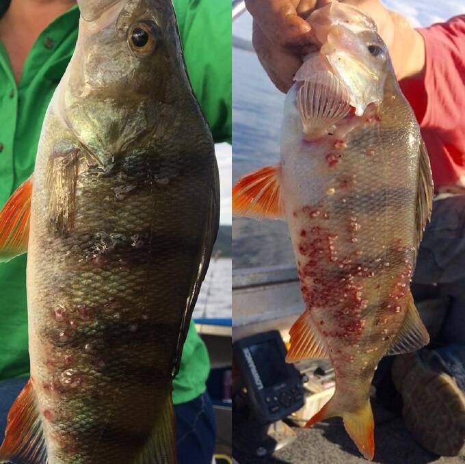NOT PRETTY: Redfin caught at Burrendong Dam in April exhibiting red blotches on their body. Photos: FACEBOOK