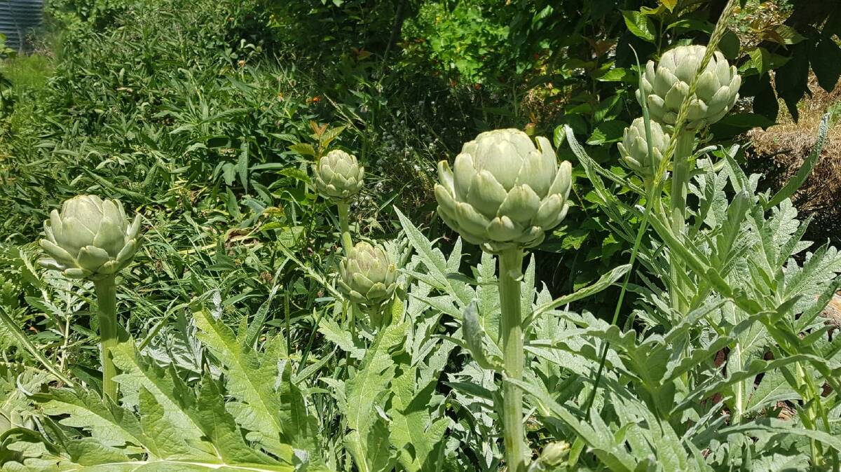 Young artichokes ready to be picked. Picture: Hannah Moloney.
